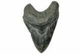 Fossil Megalodon Tooth - South Carolina #315444-1